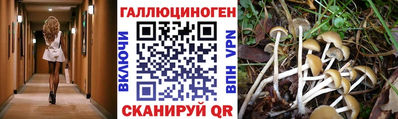 Галлюциногенные грибы Cubensis  закладка  Октябрьск 